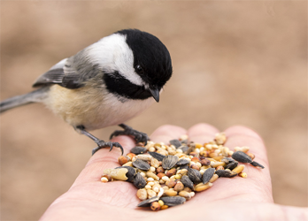 bird-feed