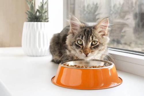 cat-food