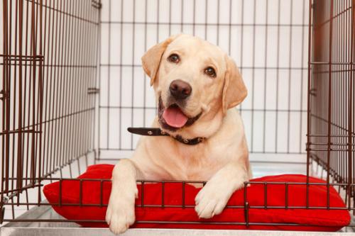 dog-cage