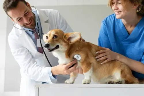 dog-doctor