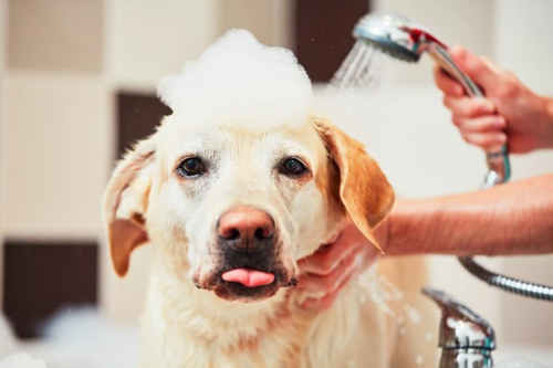 dog-shampoo