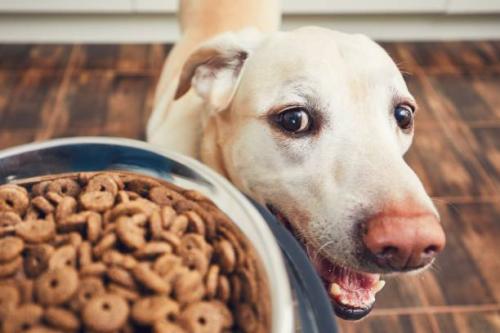 dog-snacks
