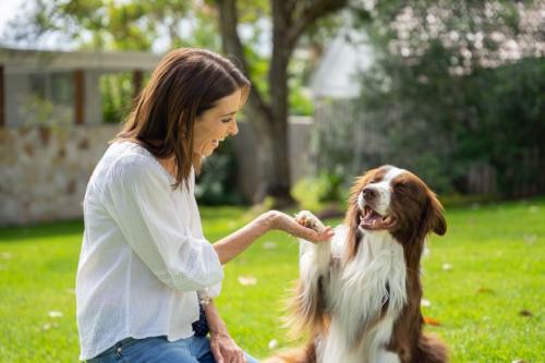 dog-training