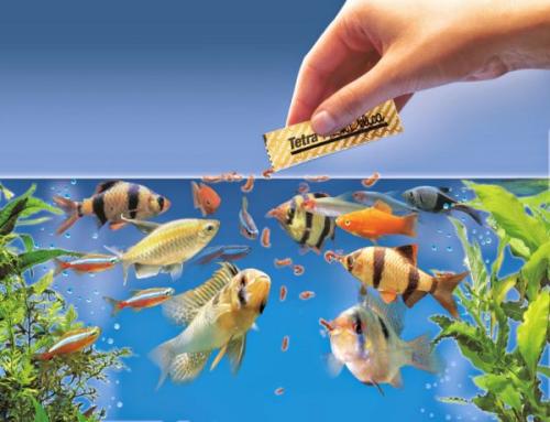 fish-food