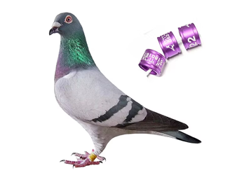 pigeon-accessories copy