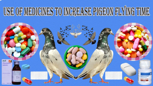 pigeon-medicine